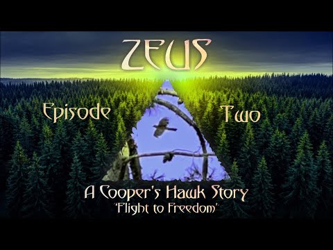 "Zeus" A Cooper's Hawk Story: Episode Two:  "Feathers"