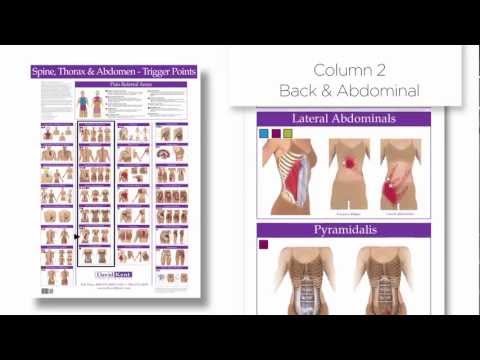 Trigger Point Chart | Spine, Thorax and Abdomen | Columns Group Muscles | Superficial to Deep