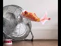 vic chesnutt - rabbit box with fan  