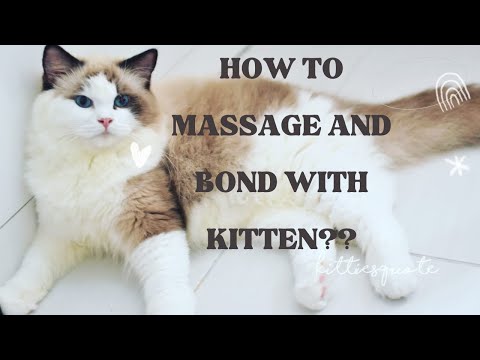How I Massage My Kitten to Bond and Calm Her Down ❤️