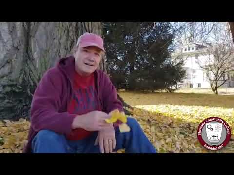 Science In Seconds: The Ginkgo Tree