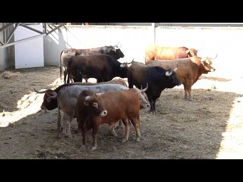 [EN DIRECTO] Presentación de la Feria del Toro para los Sanfermines 2026
