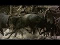 Crocodile Snatches A Wildebeest Out Of The Herd