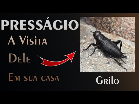 🏡 O Presságio do Grilo - Qual a Mensagem do Universo para Nós?