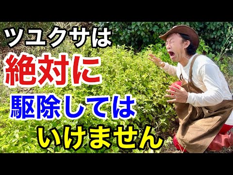 園芸 キイロオドリコソウ、キイロイラクサ、ガレオブドロンオドリコソウ