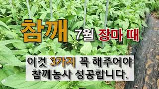 참깨 7월 장마 때 이것 3가지 꼭 해줘야 참깨 농사 성공합니다. #주말농장 #참깨 가꾸기.
