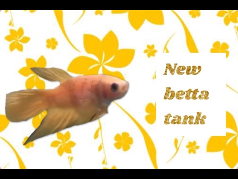 New 1.5 gallon betta fish tank setup: Paris Jean