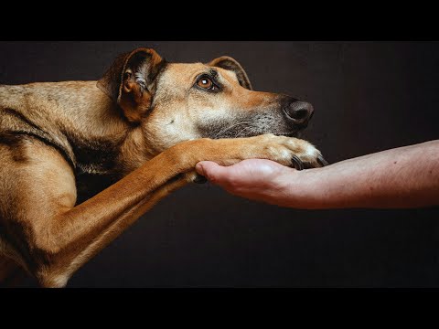 С.Есенин-Собаке Качалова (Дай,Джим,на счастье лапу мне).