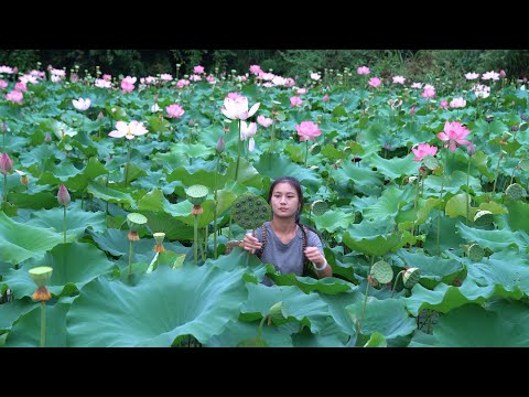 The Lotus Flowers That Have Not Been Managed For 3 Years Are Full of Lotus Seeds!