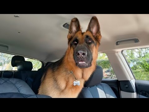 Un berger allemand s'inquiète lorsqu'il réalise qu'il est chez le vétérinaire ! | La réaction de l'animal de compagnie