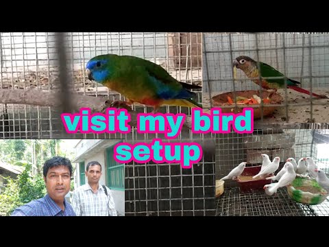 Ajoy dada visit my bird setup from Ganga sagar and purchase some birds. Video