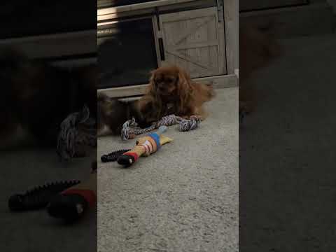 Hilarious 2 pound pom puppy playing with Sophie!
