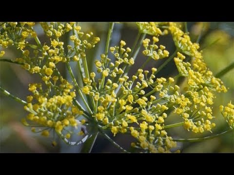 Dill (Anethum graveolens)