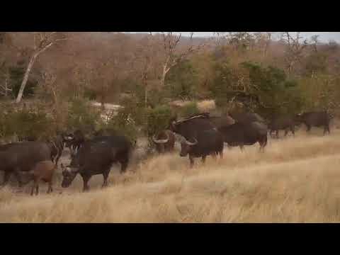 Djuma: African Buffalo herd-Pt:1 - 17:56 - 08/23/20