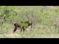 Very Rare Sable Antelope