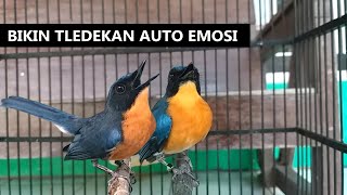 Download lagu Suara tledekan gunung gacor | Pancingan burung Sulingan bakau & sikatan laut supaya cepat fighter mp3 Download lagu Suara tledekan gunung gacor | Pancingan burung Sulingan bakau & sikatan laut supaya cepat fighter mp3