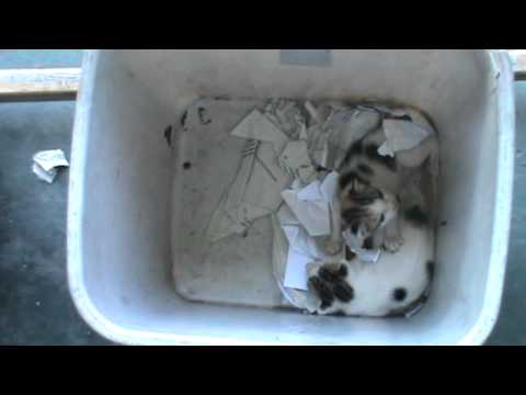 Two Cats are in garbage part 1