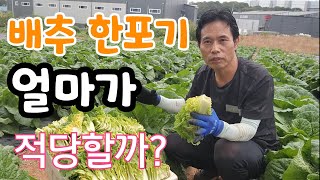 김장배추 한포기 적당한 가격은? 여러분 생각은 어떠세요  (황금절임배추 사전 예약)