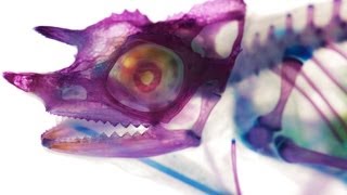 Colored Animal Skeletons and more... -- BiDiPi #21 (feat. Rainn Wilson)