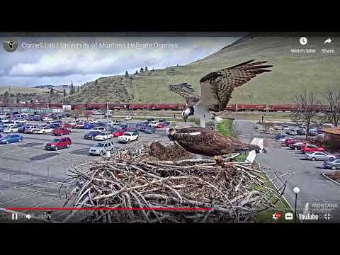 Hellgate Ospreys * Louis Alerts * Iris Arrive with Big Fish * She's Not Sharing * 4/17/19