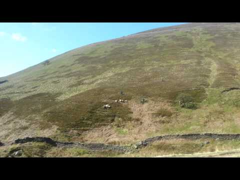 Droving sheep down a mountain in the Peak District