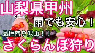 【山梨県】雨でもハウス内で安心快適！甲州の竜太園でさくらんぼ狩り🍒【旅Vlog】Koshu/Yamanashi/Japan