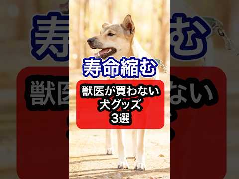 モルモットの品種は何ですか? 22種類の犬種を発見しましょう! - メリノモルモット