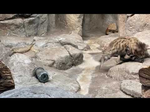 Home Safari – Sand Cat and Black Footed Cat – Cincinnati Zoo
