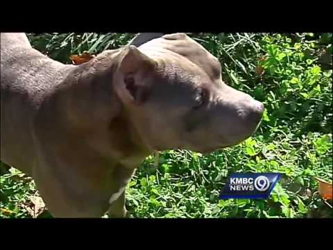Dog fights off armed intruders in KC home