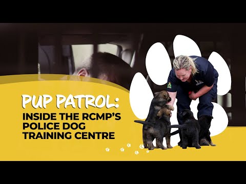 Pup-Patrol: Inside the RCMP’s Police Dog Service Training Centre
