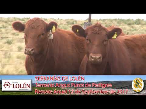 06-09-17 Terneras Angus P.P. - Dia de Campo Cabaña Lolén - C. Suarez