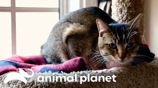 The Curious Case of The Owner With Cat-Phobia | My Cat From Hell | Animal Planet