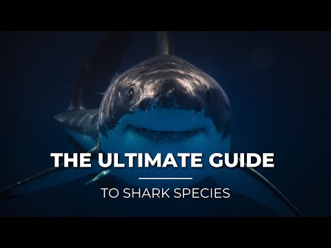 The Ultimate Guide to Shark Species