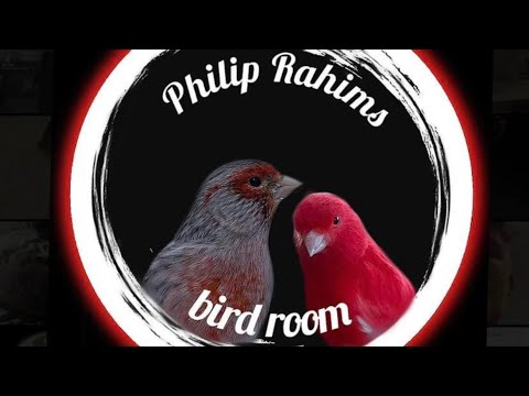 Canary breeding season 2023  Part 1