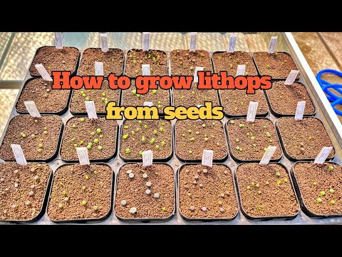 , title : 'Sub) How to grow lithops from seeds l 리톱스 파종'