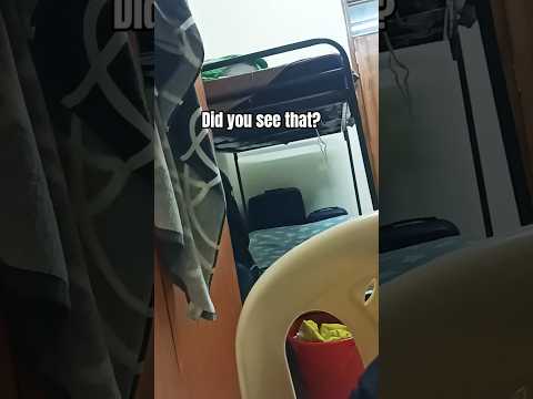 did you see that?