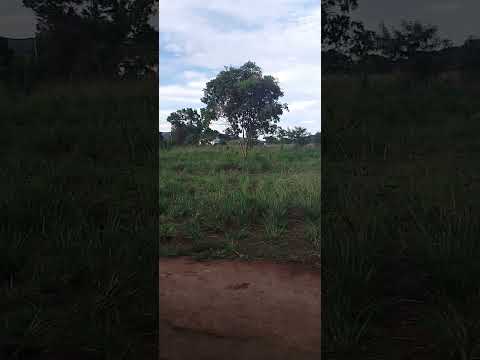 Vivendo na roça em Vargem grande do Rio pardo