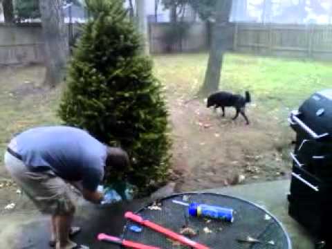 Burning down the Tree