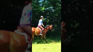 Llanhaven Sam I Am Sale Video