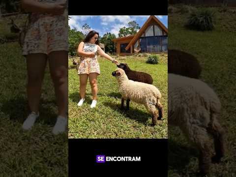 Você conhece Schroeder?