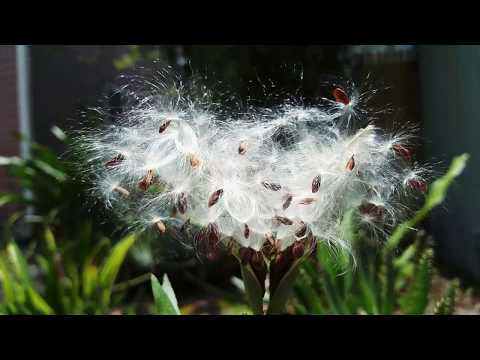 The100Projectsin100Days 55-204 SEEDS TO FLY Nature. I walk towards my freedom..