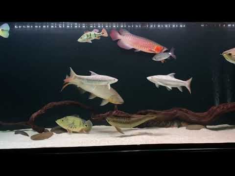 golden dorado attack jardini