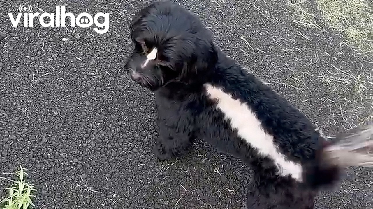 Puppy Le Pew Returning from the Groomer || ViralHog