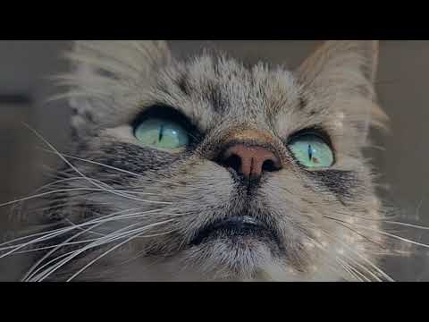 My Funny Cat ROCCO MAXIMILIAN MAGNIFICO by Carol Ann Henderson