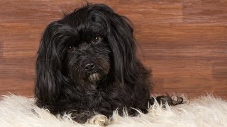 Havanese vs Shih Tzu: Comparing the Breeds' Characteristics