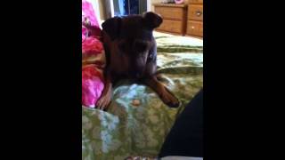 Dogs reaction to war heads.