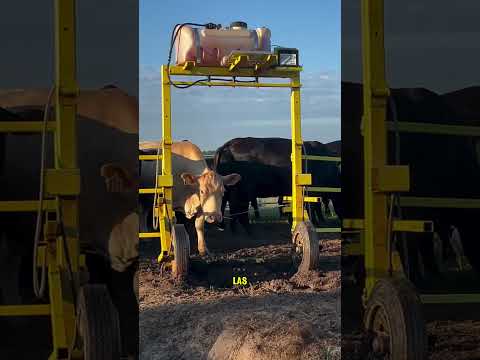 Este dispositivo es el mejor para limpiar las vacas 🤯