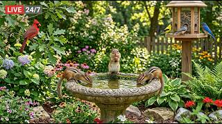 LIVE Cozy Cottage Bird Feeder 🌸 Cardinals, Blue Jays &amp; Robins| Nature Sounds, Cat TV Sleep