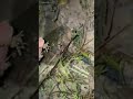 Catching Alligator Gar On Small Hook
