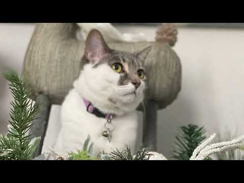 Oracles of the Sirocco by Robert Sheldon (performed by one person)